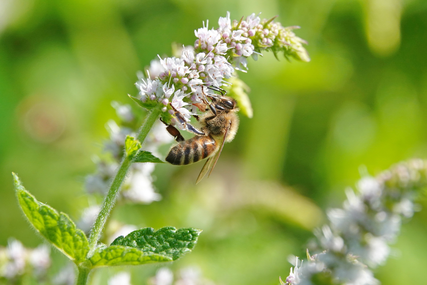 Blüte – Biene – Mensch