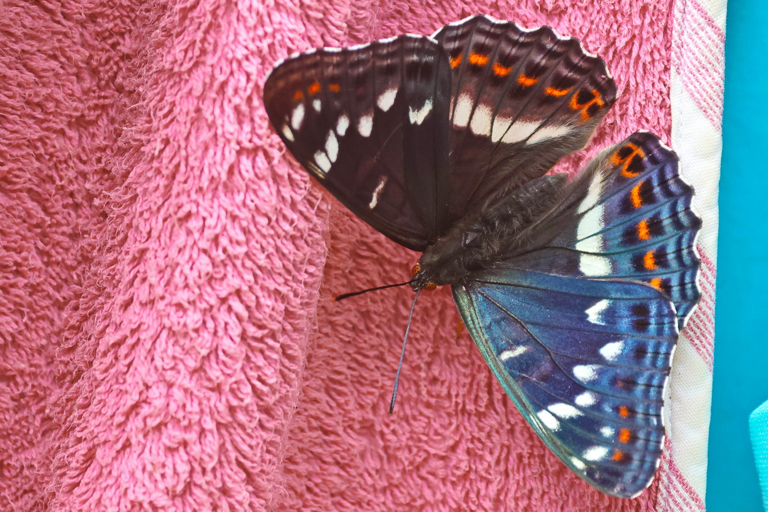 Was macht der Schmetterling auf dem Handtuch?